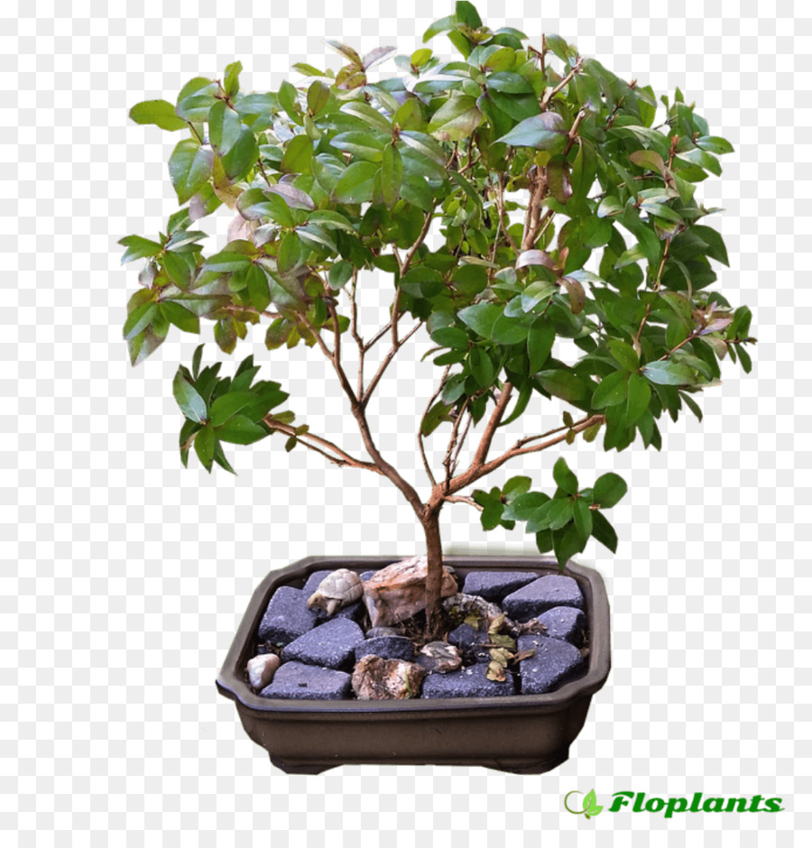 Ficus Higuera Retusa，Bonsai PNG