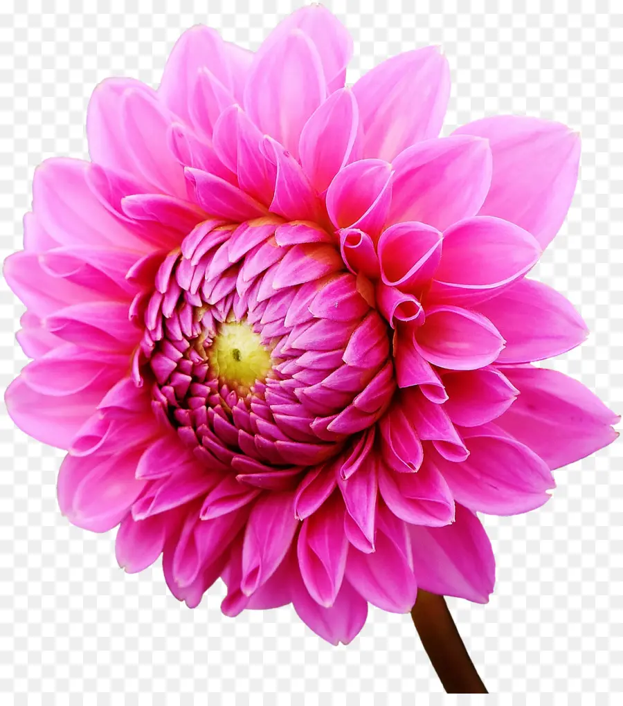 Dahlia，Jardim PNG