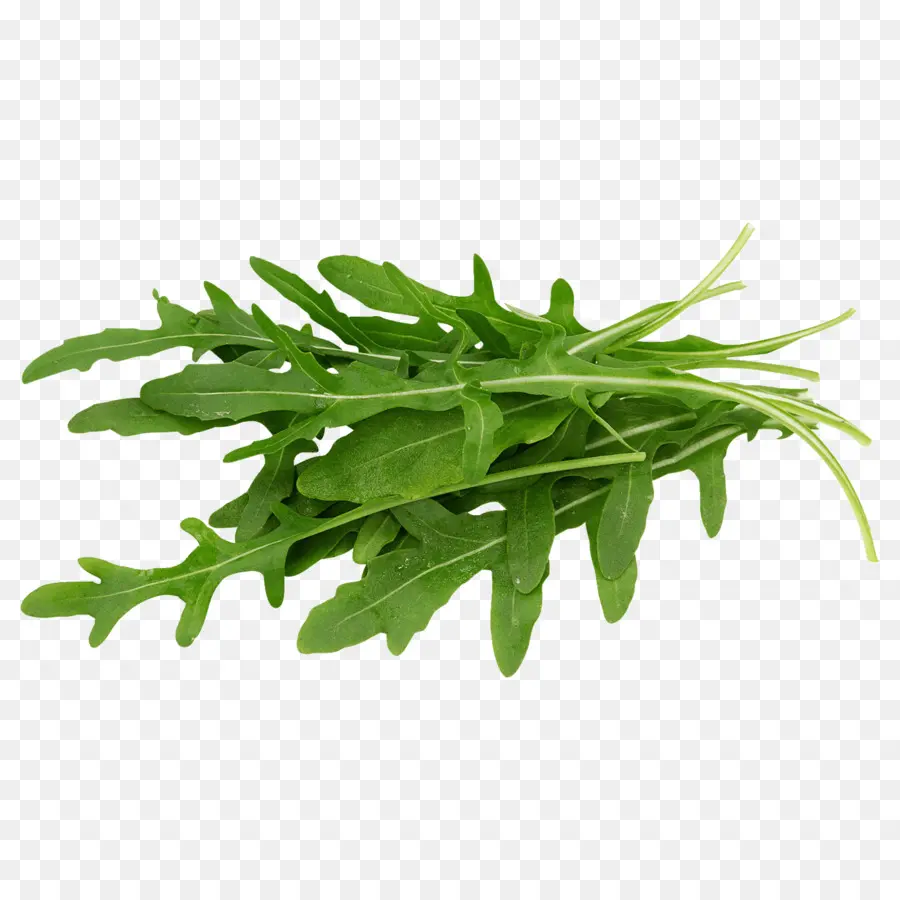 Rúcula，Verdes PNG