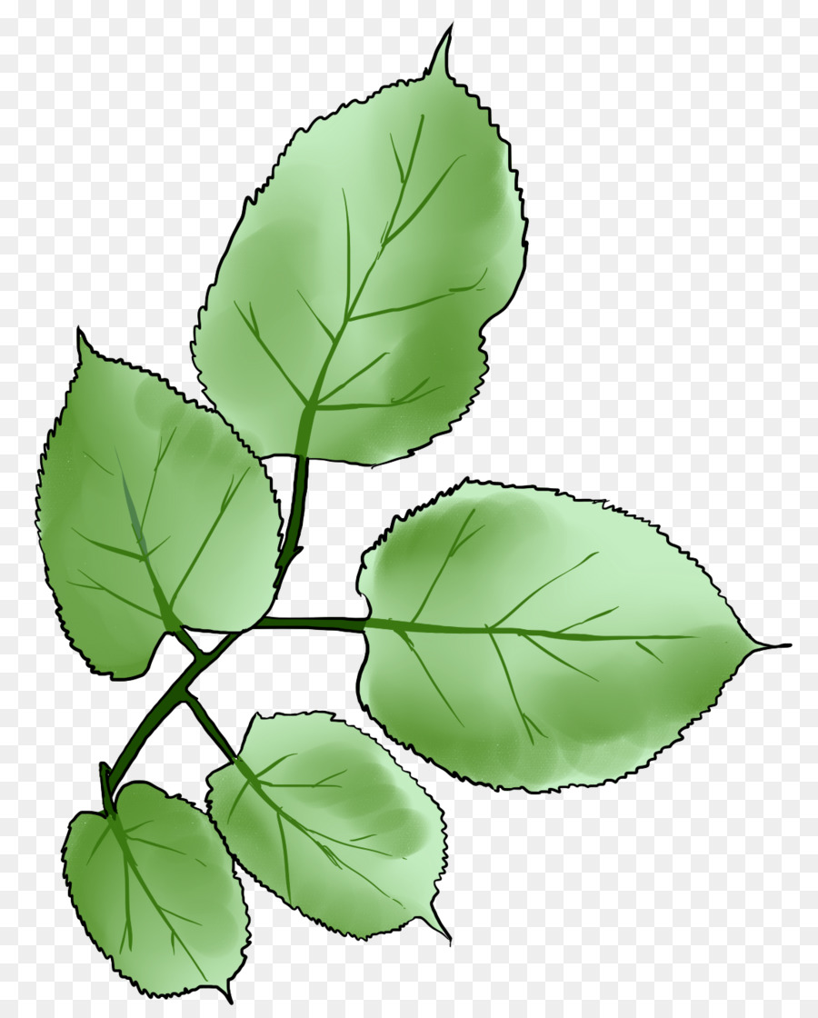 Folha Verde，Natureza PNG