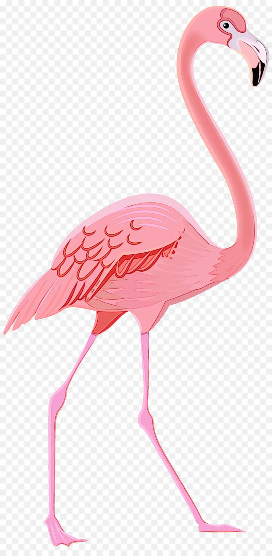 O Flamingo，Desenho PNG