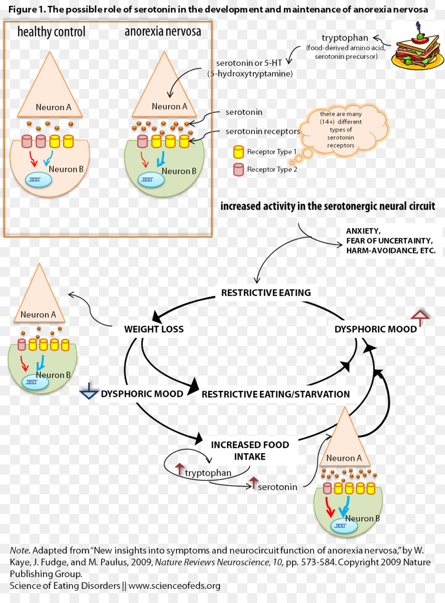 Anorexia Nervosa，A Serotonina PNG