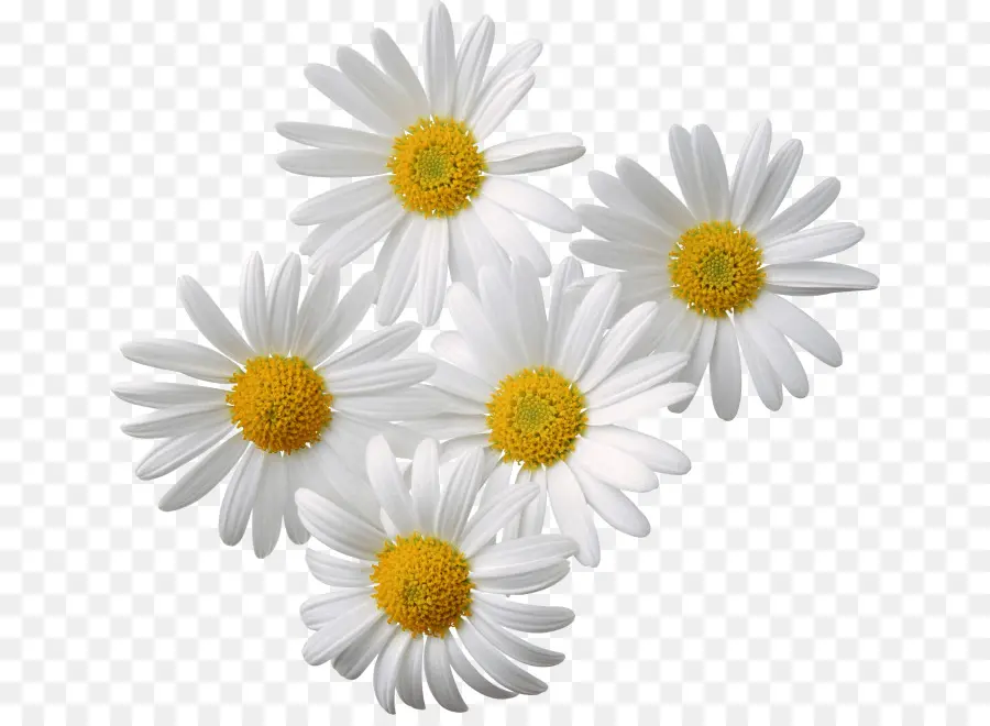 Comum Daisy，Camomila PNG