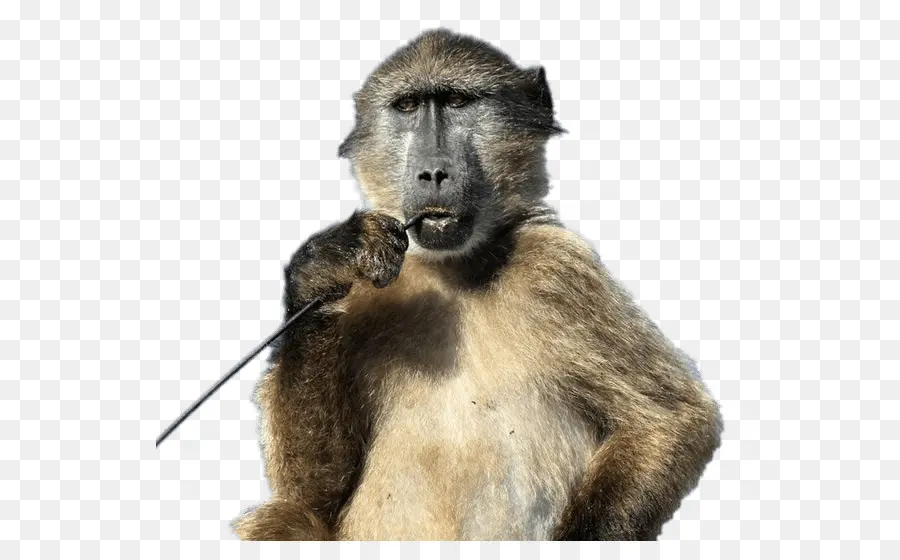 Chacma Baboon，Macaco PNG