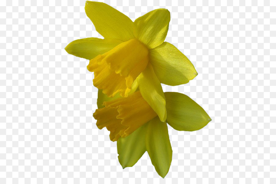 Narciso Amarelo，Primavera PNG