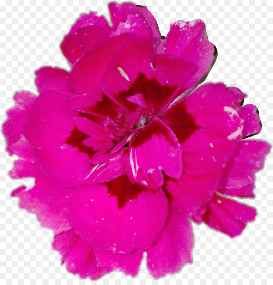 Flor，Adesivo PNG