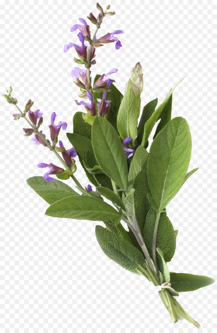 Comum Sage，Fotografia De Stock PNG