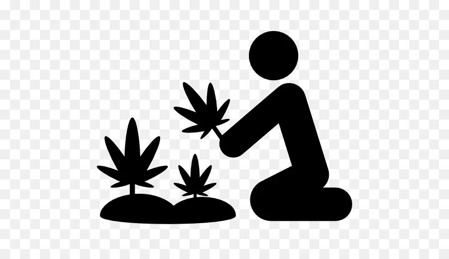 Cannabis，O Cultivo De Cannabis PNG