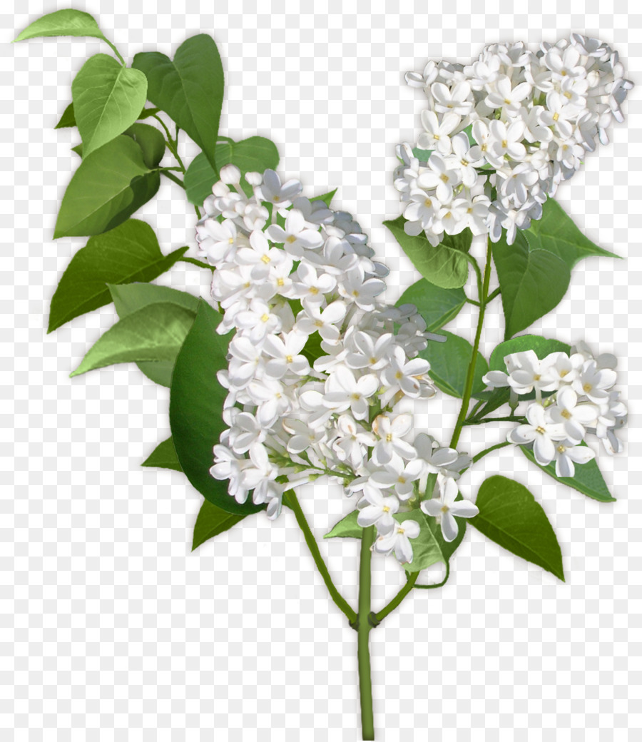 Flores Brancas，Florescer PNG