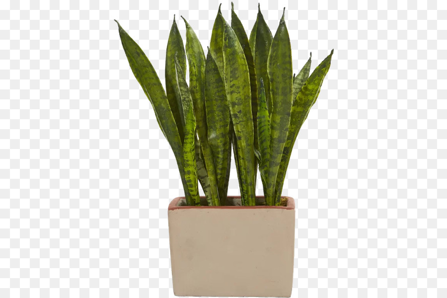 Planta Cobra，Pote PNG