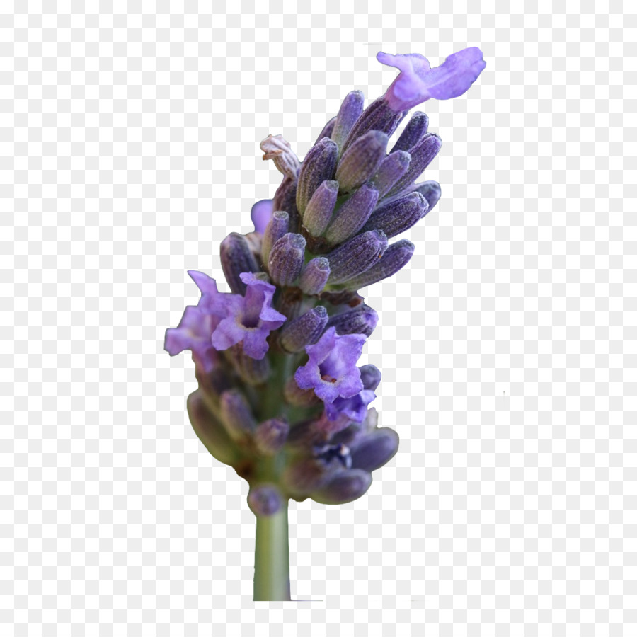 Flores Roxas，Lavanda PNG