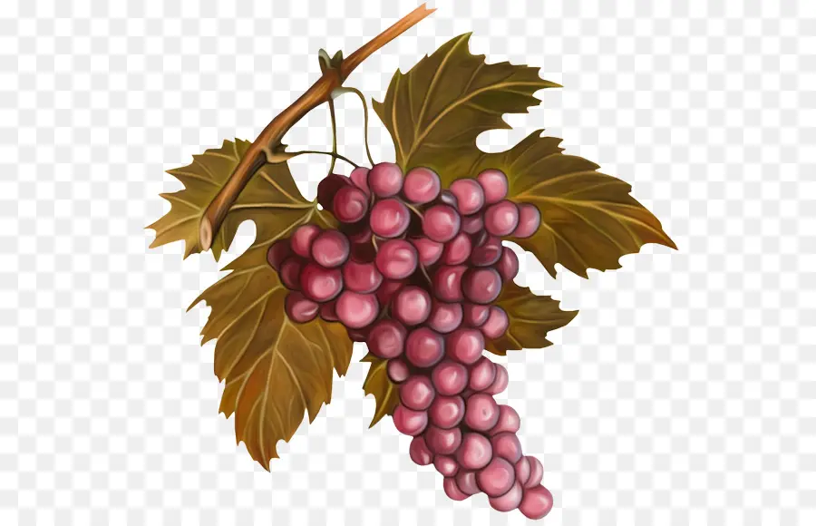 Uvas，Roxo PNG