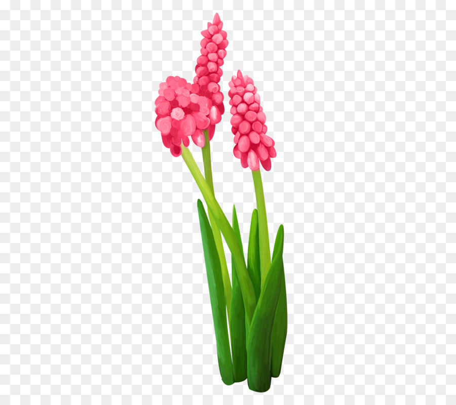 Tulip，Jacinto PNG