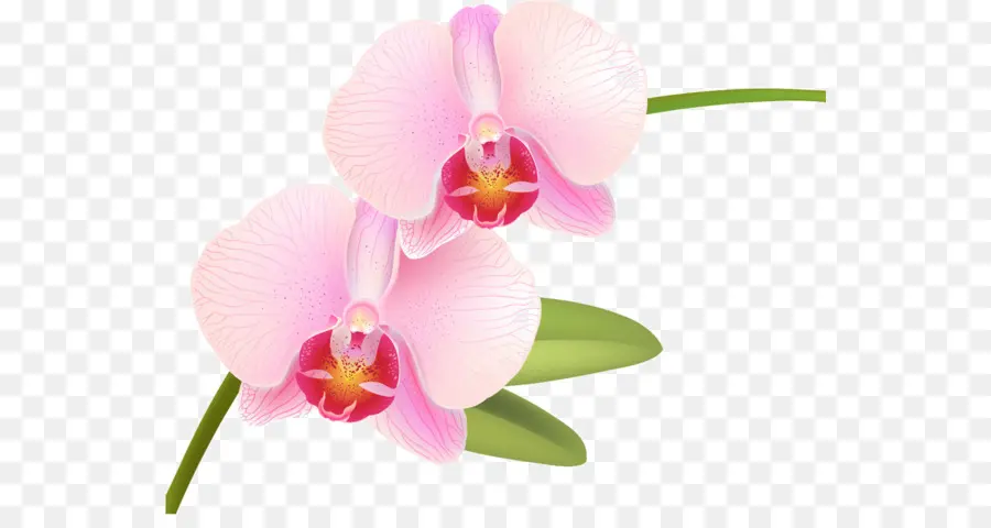Orquídeas，Phalaenopsis Equestris PNG