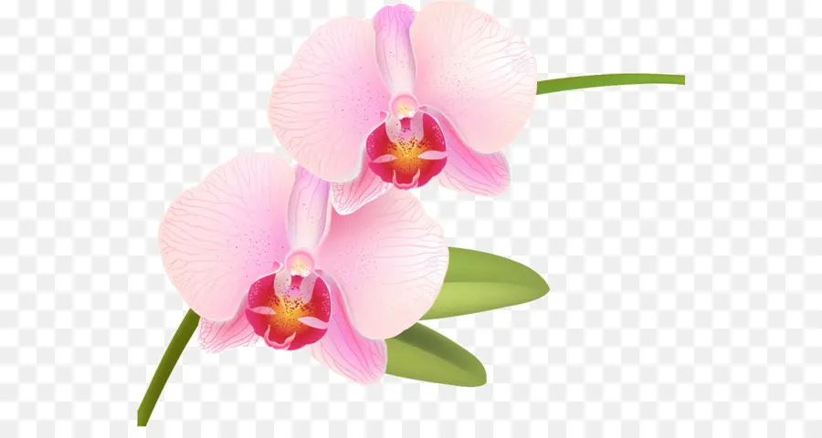 Orquídea，Flor PNG