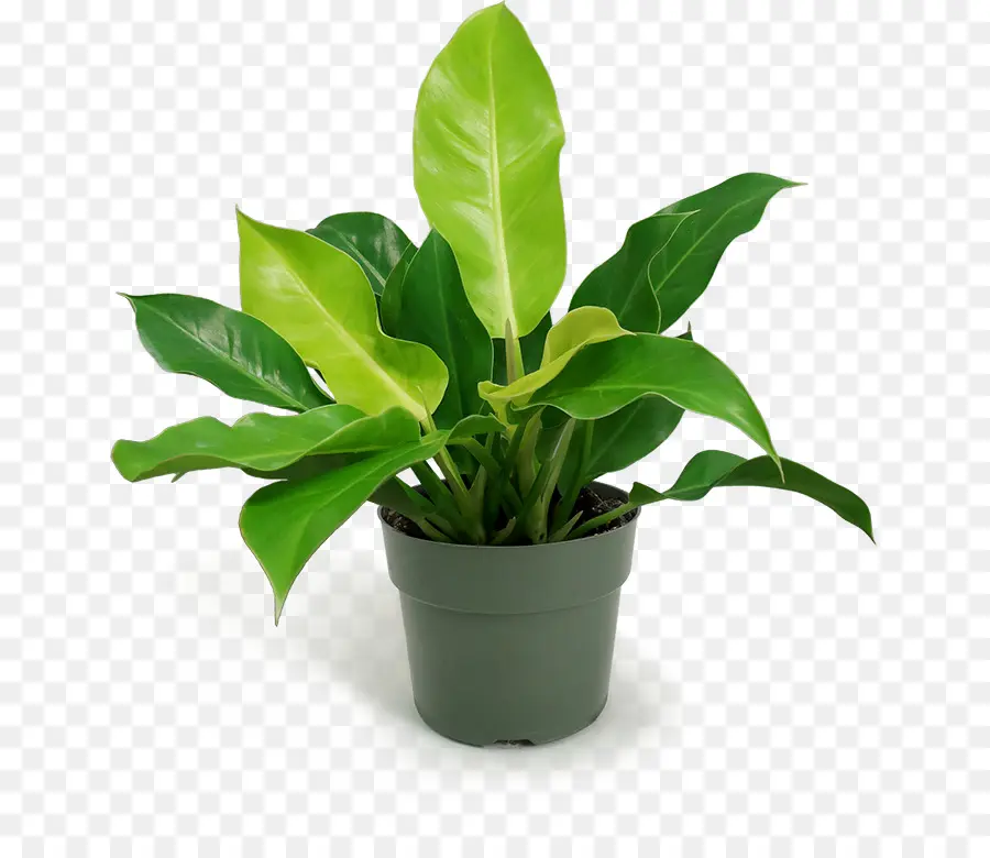 Planta De Casa，Flowerpot PNG