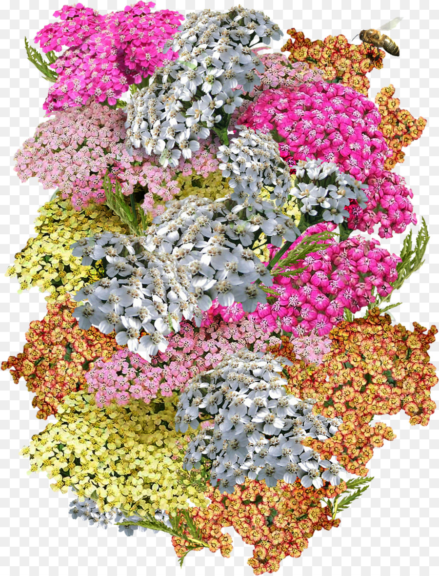 Yarrow，Plantas PNG