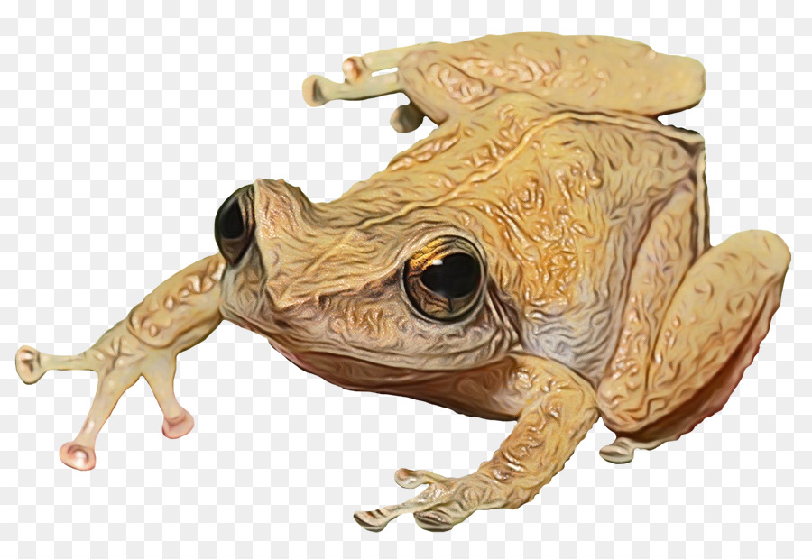 Toad，Verdadeiro Sapo PNG