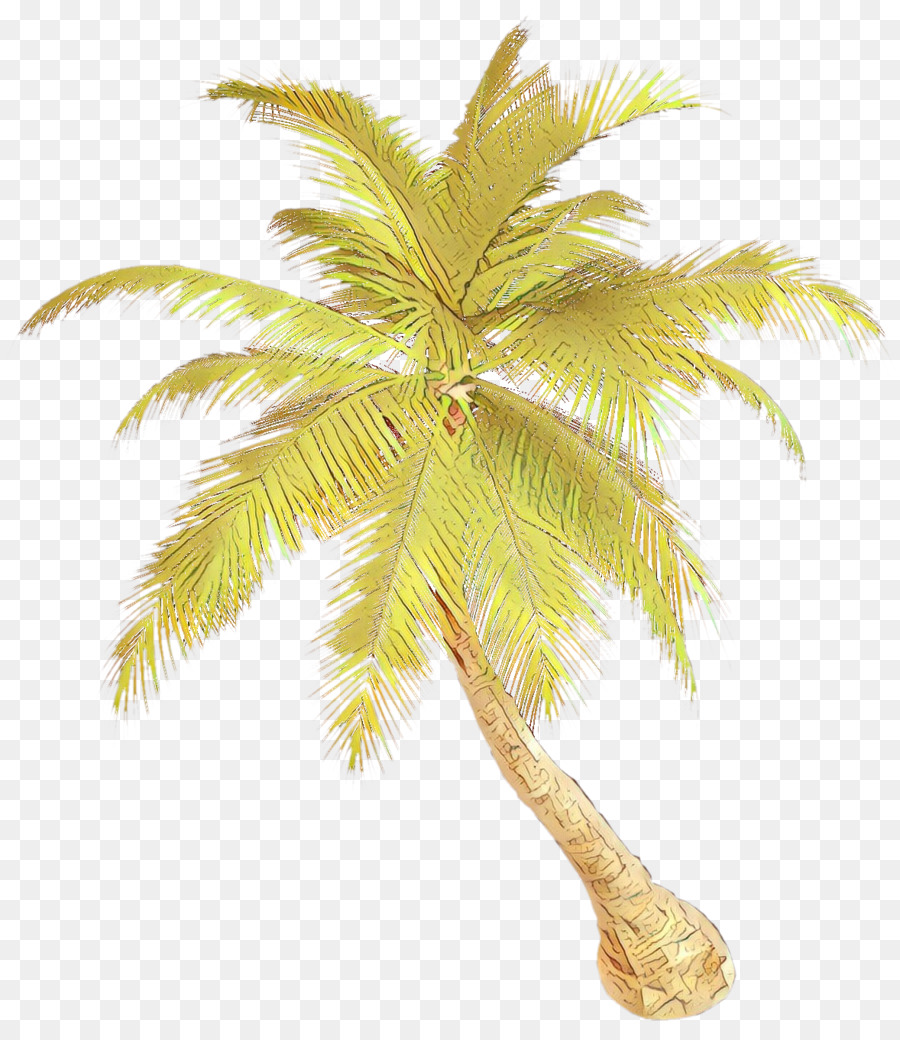 Palmeira，Coco PNG