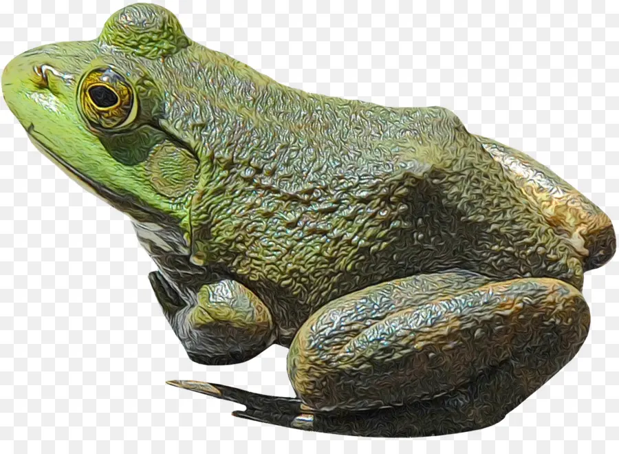 American Bullfrog，Sapo PNG