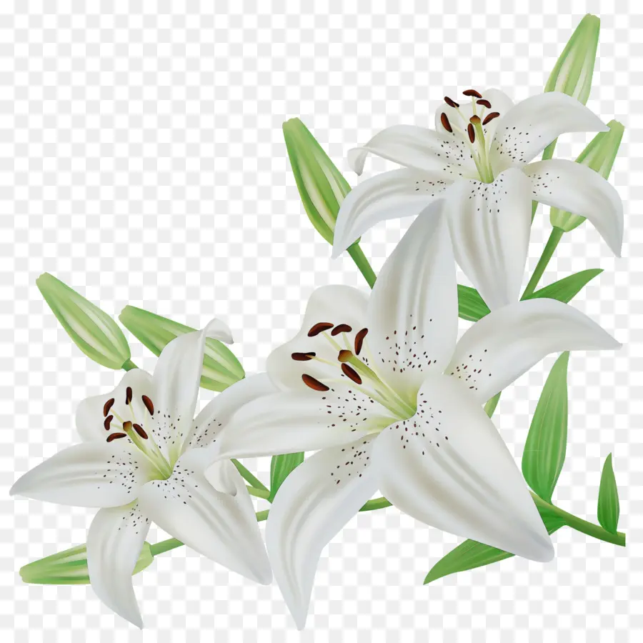 Flor，Flores De Corte PNG