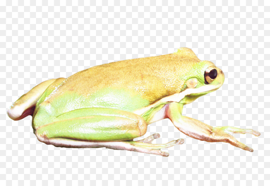 Sapo Verde E Preto，Anfíbio PNG