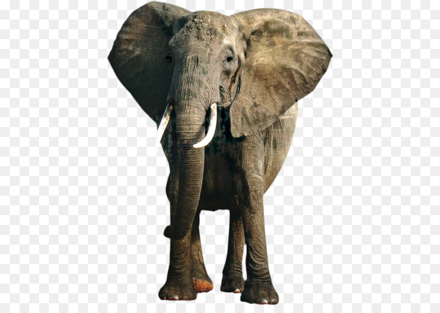 Elefante，Colorido PNG