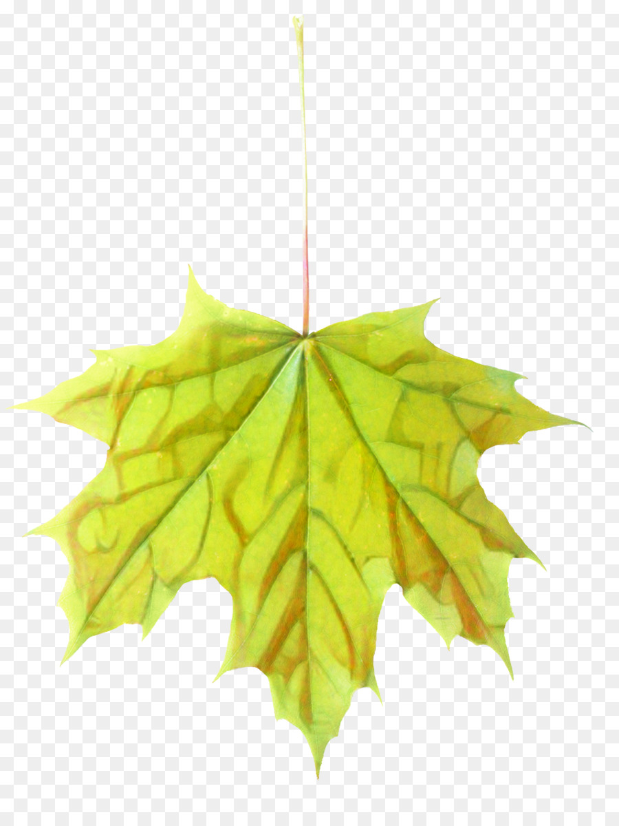 Maple Leaf，Simetria PNG