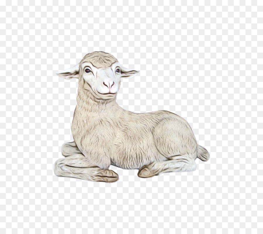 Merino，Rove Cabra PNG