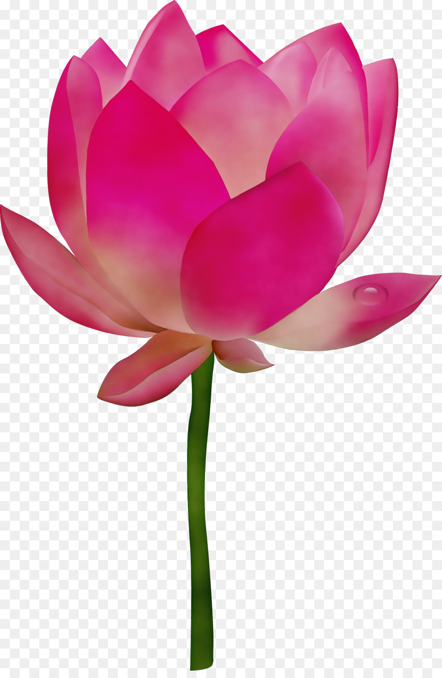 Lótus Rosa，Florescer PNG