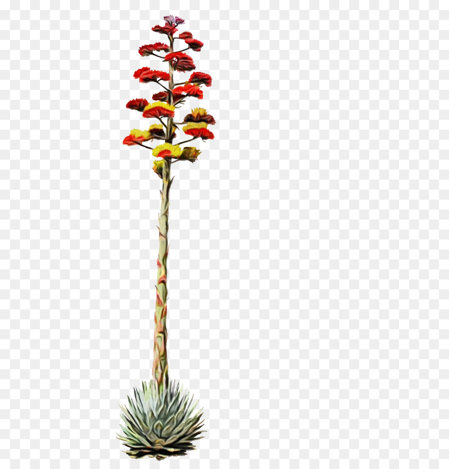 Planta De Agave，Floração PNG