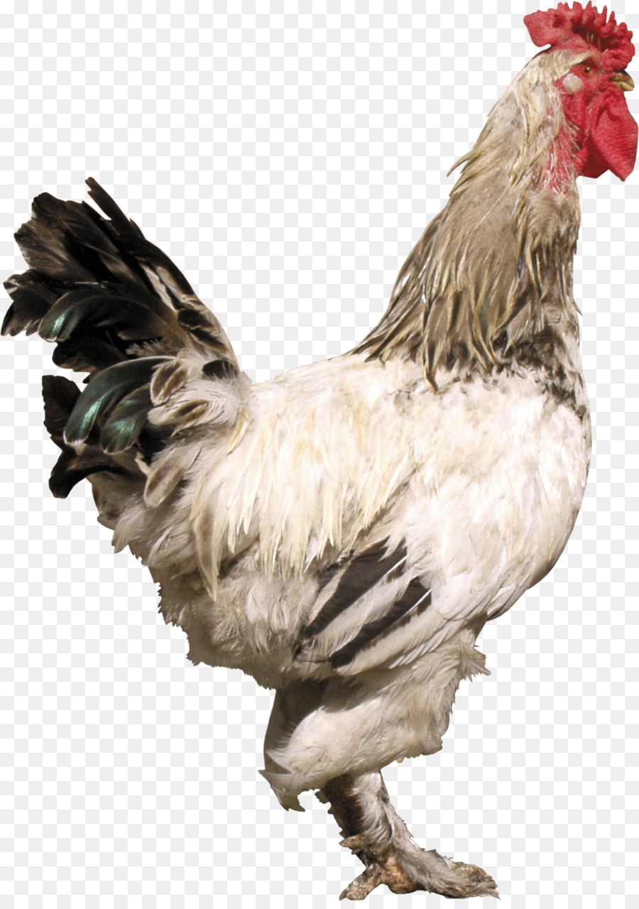 Frango Marrom，Galinha PNG