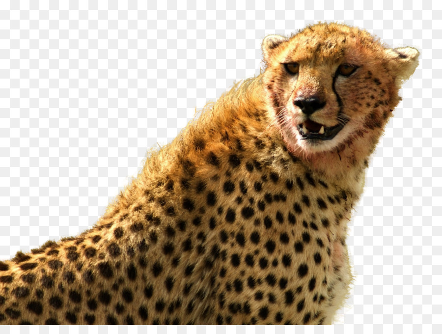 Cheetah，Leopard PNG