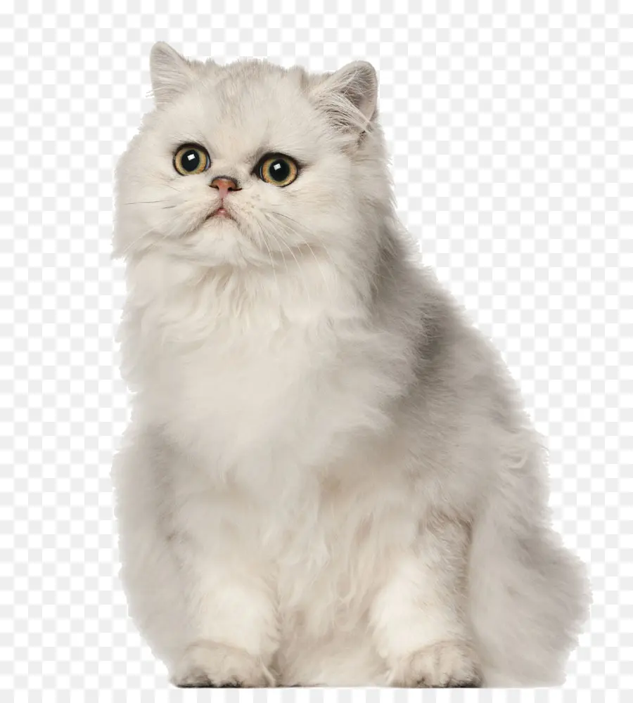 Gato Persa，Cachorro PNG