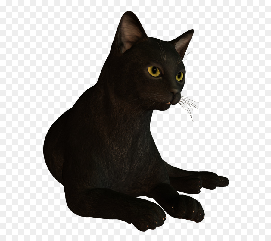 Gato Preto，Animal PNG