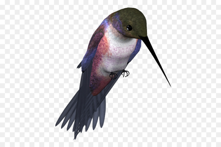 Colibri，Pássaro PNG