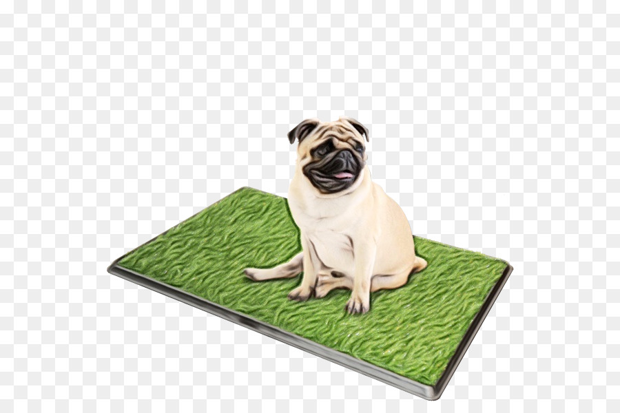 Pug，Raça Do Cão PNG