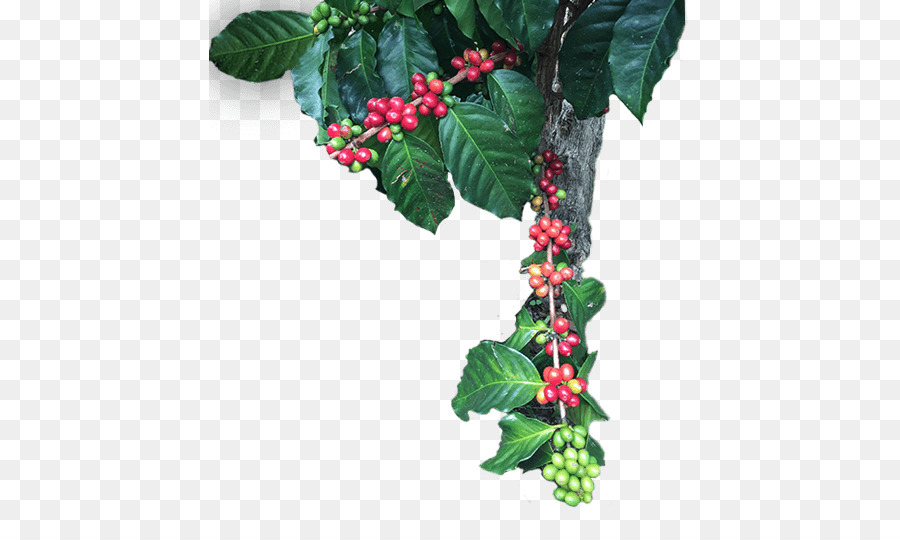 Aquifoliales，Fiveflavor Berry PNG