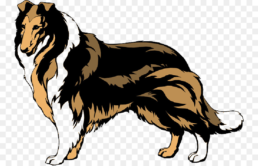 Rough Collie，Border Collie PNG