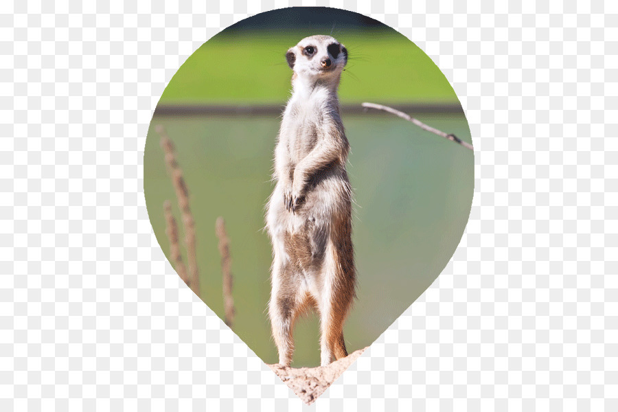 Meerkat，Roedores PNG