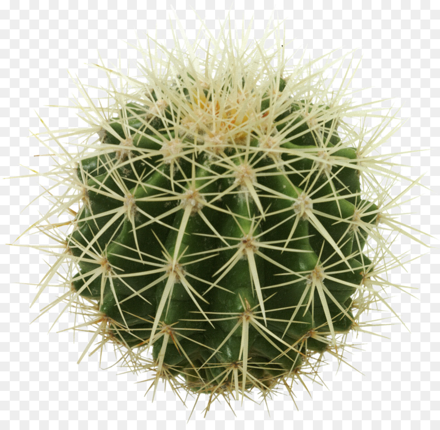 Ouro Cacto Barril，Cactus PNG