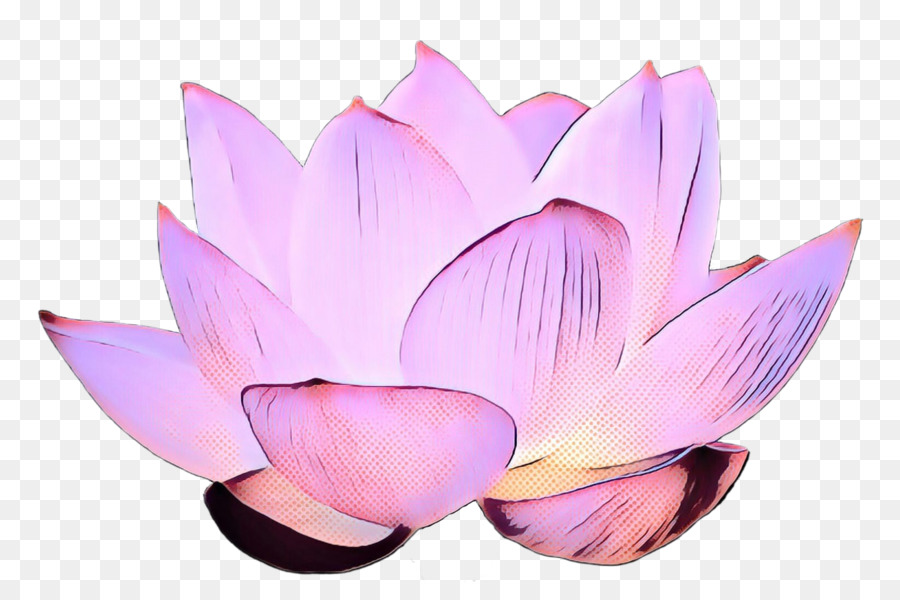 Lótus Rosa，Florescer PNG