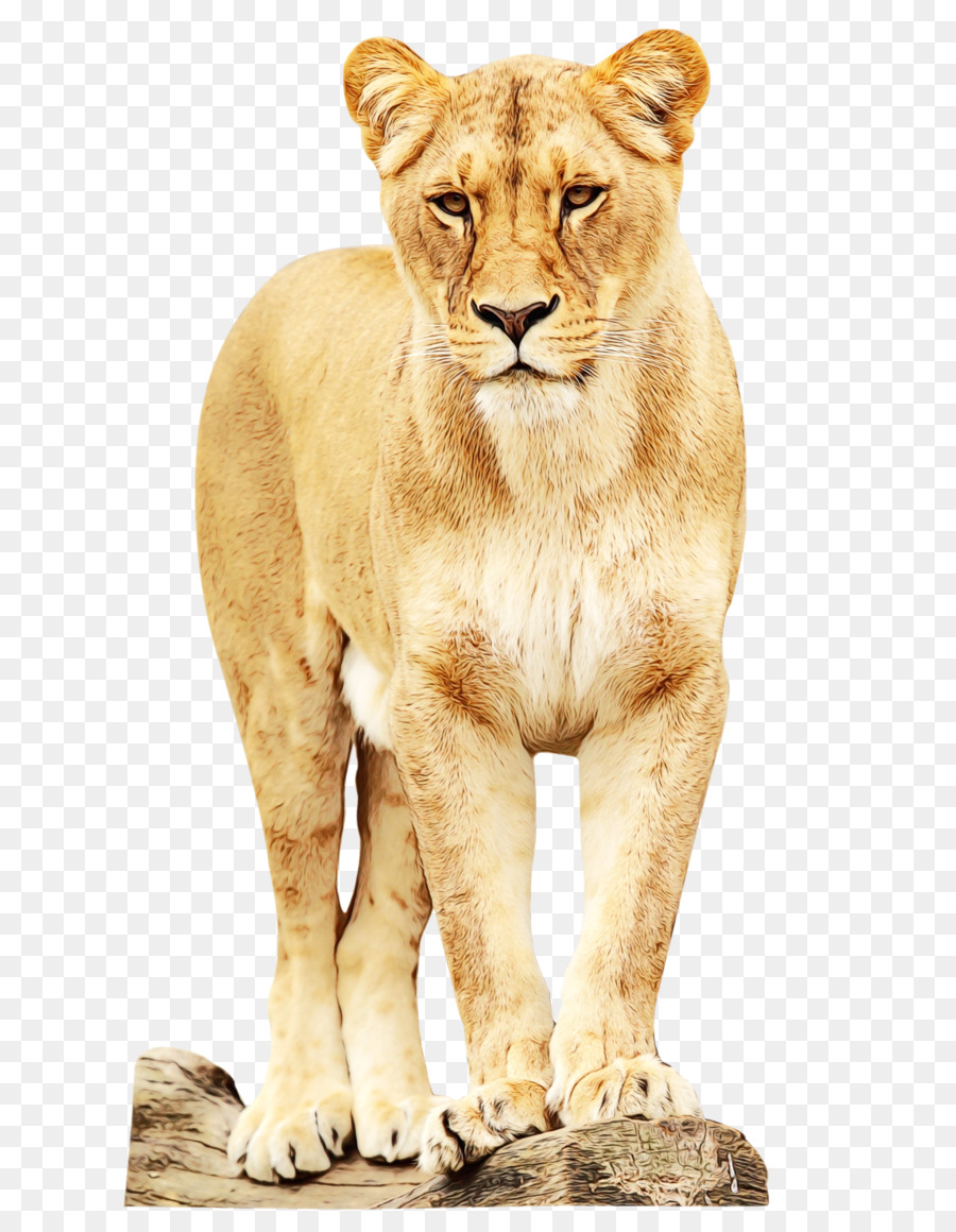 East African Lion，Jardim Zoológico PNG
