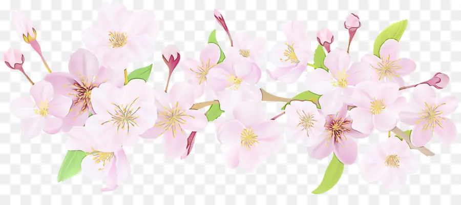 Blossom，Flor De Cerejeira PNG