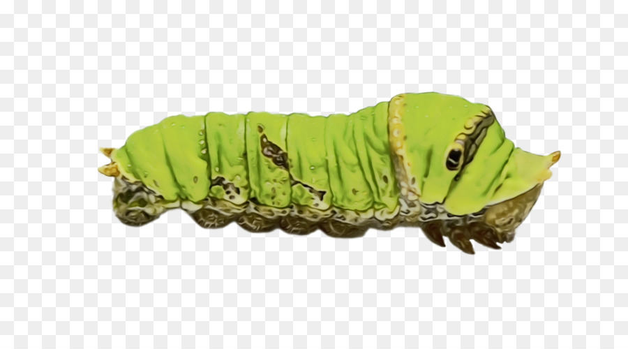 De Polinizadores，Caterpillar PNG