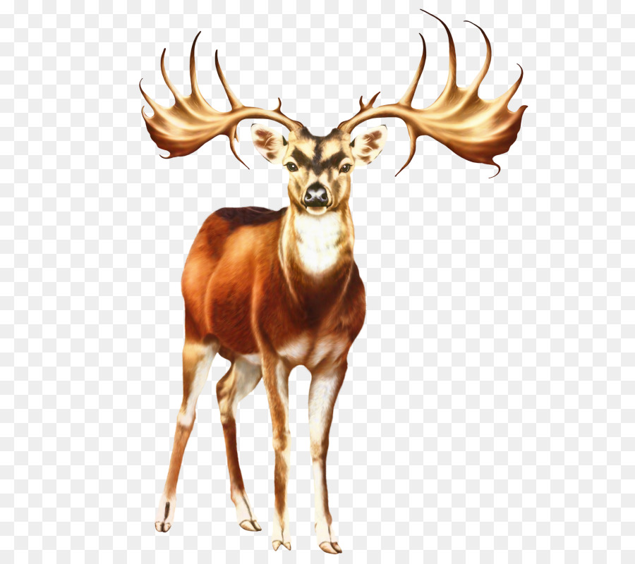 Deer，Whitetailed Veado PNG