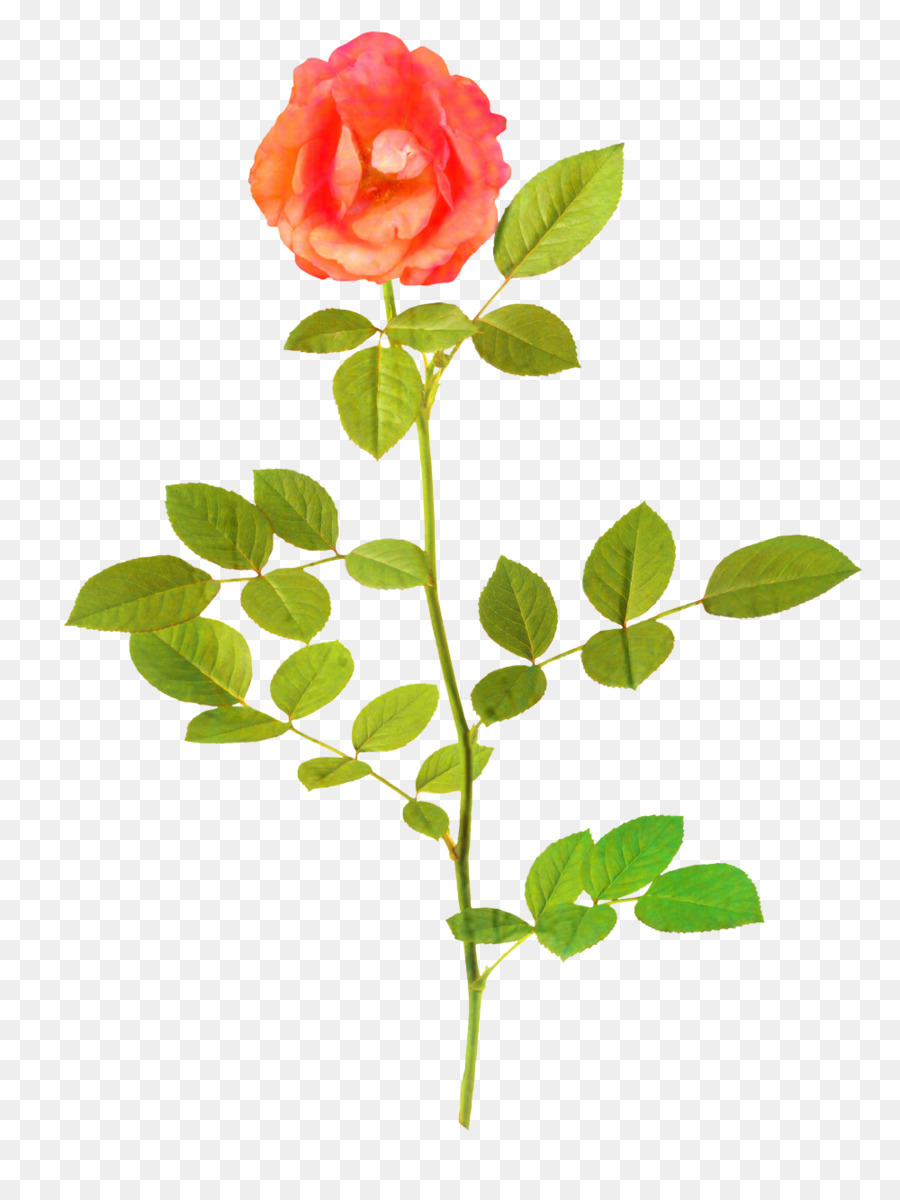 Rosa Rosa，Florescer PNG