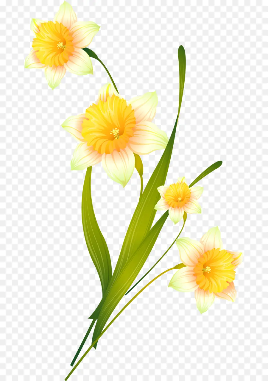 Narcisos，Amarelo PNG