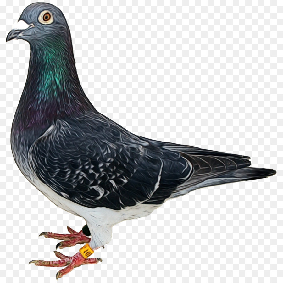 Pombo，Pomba PNG