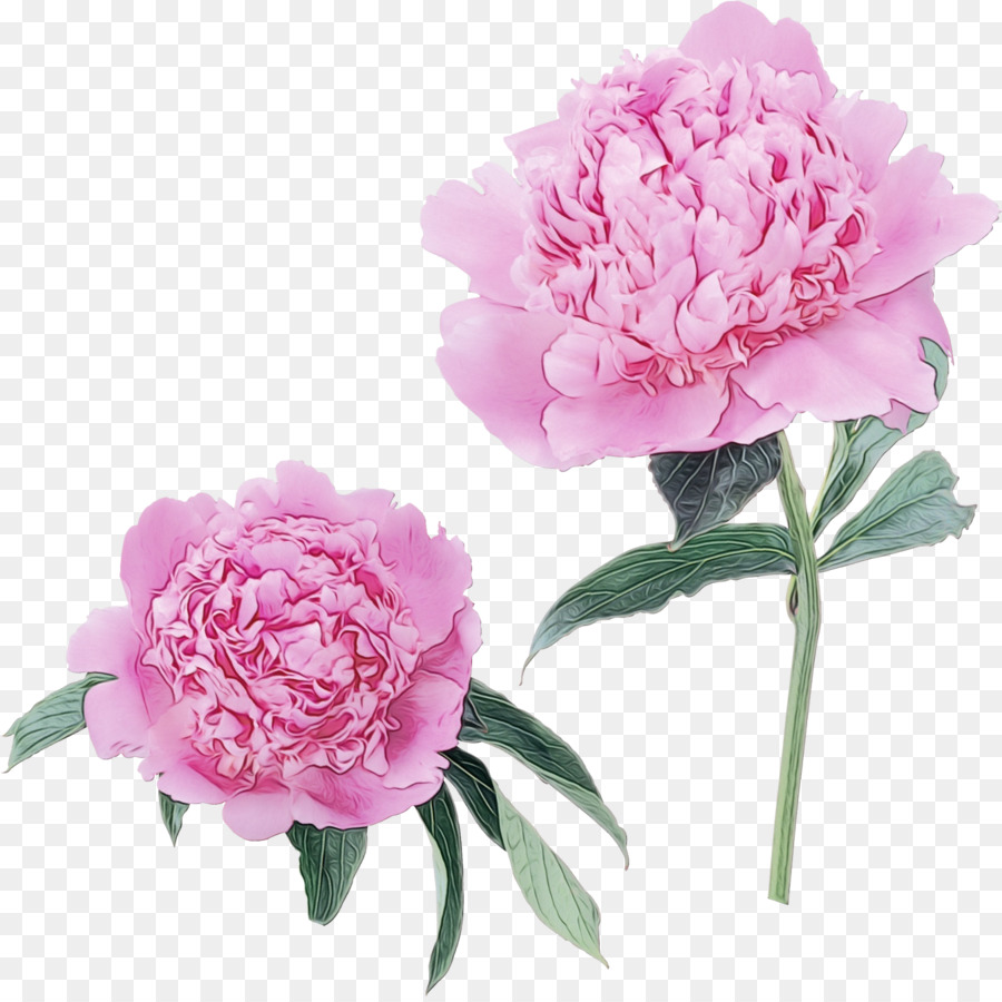 Flores Rosa E Vermelhas，Florescer PNG